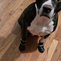 Thumbnail photo of Odin #3