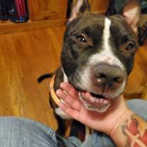 Thumbnail photo of Odin #4