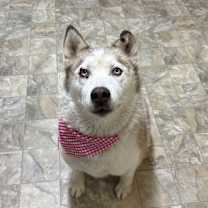 Thumbnail photo of Echo #1