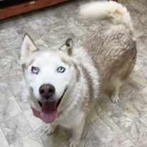 Thumbnail photo of Echo #2