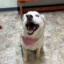 Thumbnail photo of Echo #3