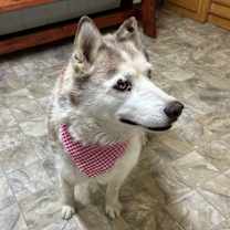 Thumbnail photo of Echo #4