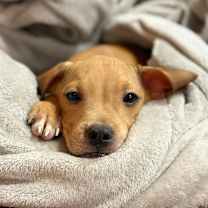 Thumbnail photo of Autumn #2