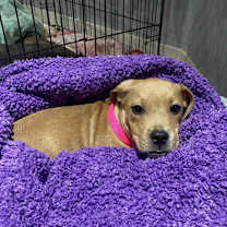 Thumbnail photo of Autumn #4