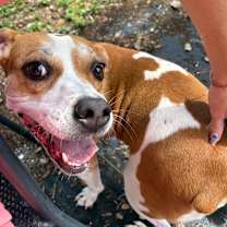 Thumbnail photo of Anola #3