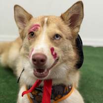 Thumbnail photo of Loki #3