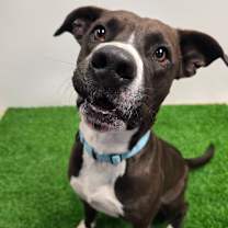 Thumbnail photo of Tomaso #2