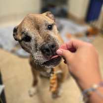 Thumbnail photo of Diesel #2