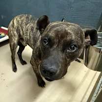 Thumbnail photo of Gordy #2