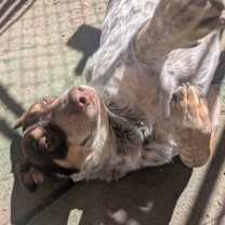 Thumbnail photo of TARZAN #2