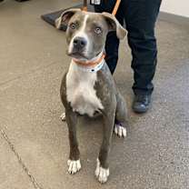 adopt-pet