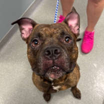 Thumbnail photo of Lucci #4