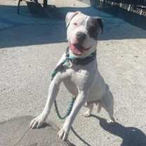 Thumbnail photo of Beavis #3