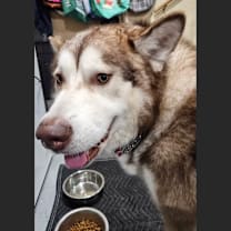 Thumbnail photo of Dakota #2