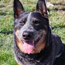 Thumbnail photo of Ozzy #2