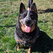 Thumbnail photo of Ozzy #3