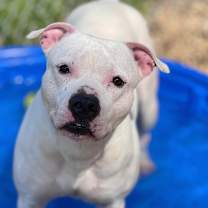 Thumbnail photo of Gilmore #4