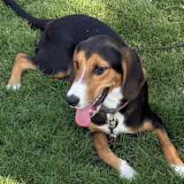 Thumbnail photo of Daisy #1