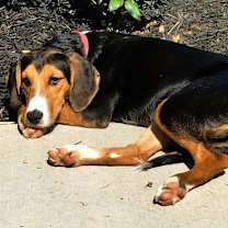 Thumbnail photo of Daisy #2