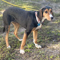 Thumbnail photo of Daisy #3