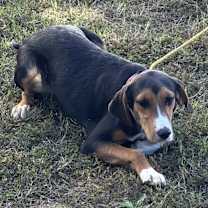 Thumbnail photo of Daisy #4