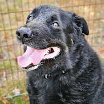 Thumbnail photo of Rocky #3