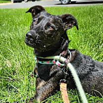 Thumbnail photo of Lottie - Adoption Fee Sponsored in Full #2
