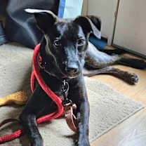 Thumbnail photo of Lottie - Adoption Fee Sponsored in Full #4