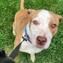 Thumbnail photo of Scooby #1