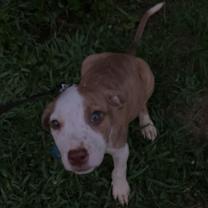 Thumbnail photo of Scooby #2