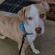 Thumbnail photo of Scooby #3