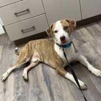 Thumbnail photo of Scooby #4