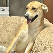 Thumbnail photo of Aurora #2