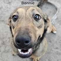 Thumbnail photo of Bonnie #1