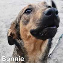 Thumbnail photo of Bonnie #2
