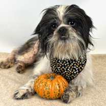 Thumbnail photo of Milo #1