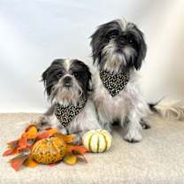 Thumbnail photo of Milo #2