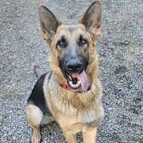 Thumbnail photo of Phoenix von Hope #1