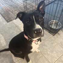 Thumbnail photo of Birdy #2