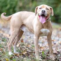 Thumbnail photo of Big Thor #1