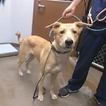 adopt-pet