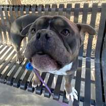 adopt-pet