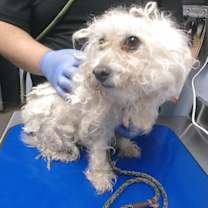 adopt-pet