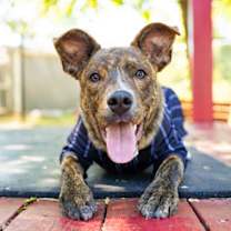 Thumbnail photo of Sal Spudder #3