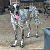 Thumbnail photo of Meeko #3