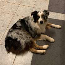 Thumbnail photo of Koda #1