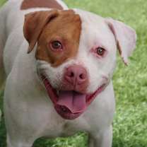 Thumbnail photo of Bruno #3