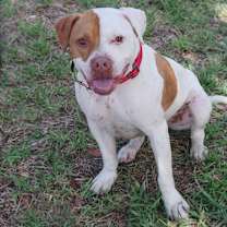 Thumbnail photo of Bruno #4