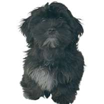 Thumbnail photo of Ring #3