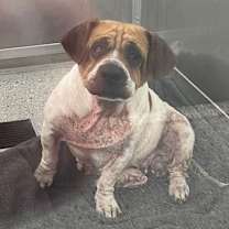 Thumbnail photo of Percy Sue Pickles #4